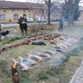 Výřad na dnešním honě 21 zajíců, 49 bažantů a 1 divoký krocan