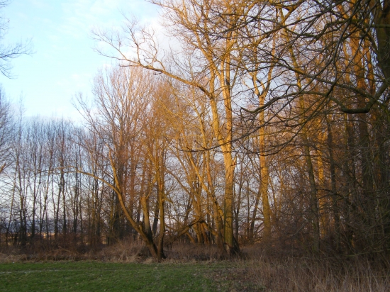 Zlaté stromy
