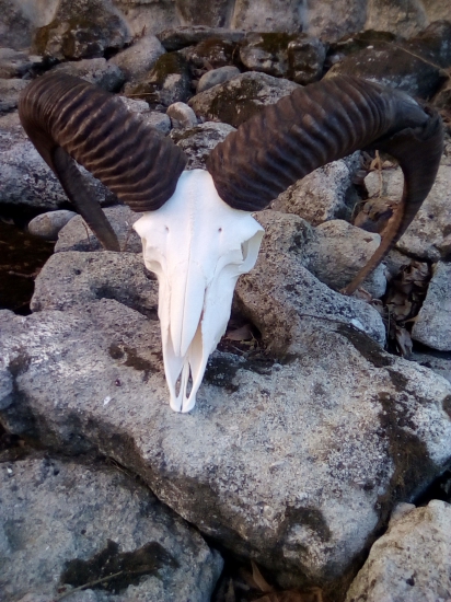 Muflon
