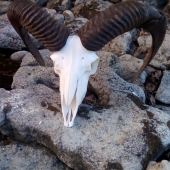 Muflon