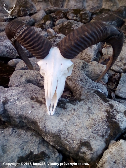 Muflon