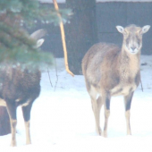 mam male rozky tak sa nekukaj