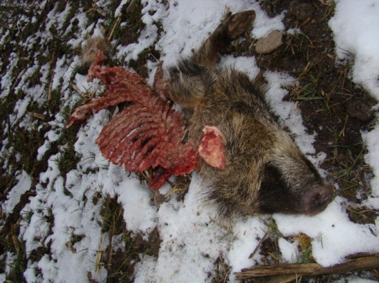 horacio zisti preco zomrel