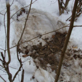 lezovisko diviaka skoro mi cvrklo ked vybehol
