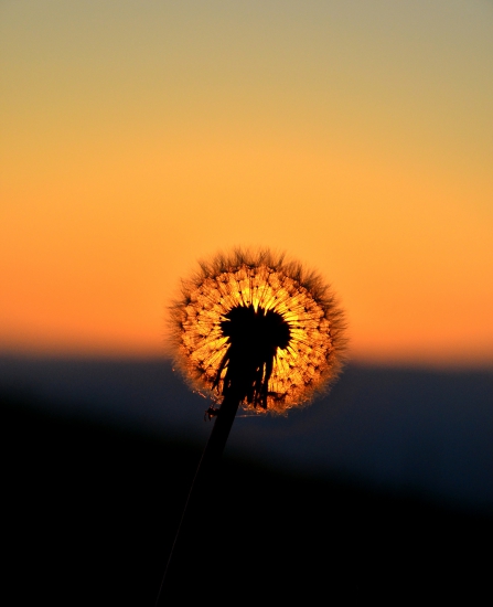 Púpava pri západe slnka