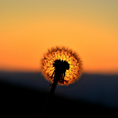 Púpava pri západe slnka