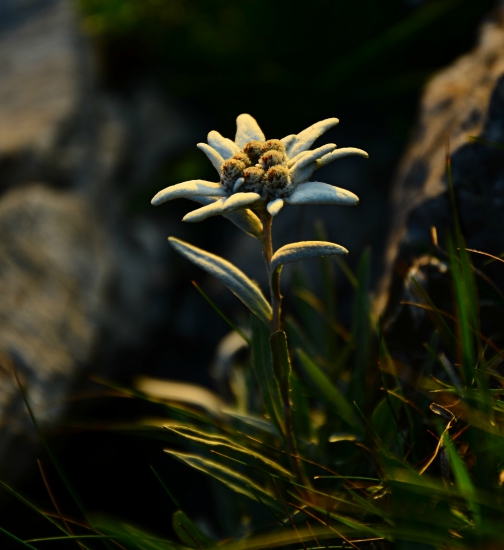 Leontopodium alpinum
