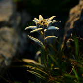 Leontopodium alpinum