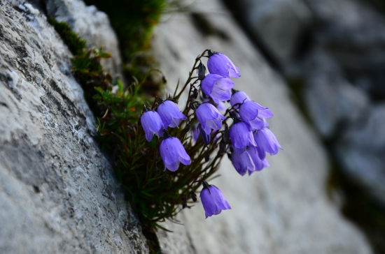 Campanula cochleariifolia