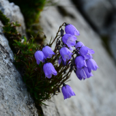 Campanula cochleariifolia