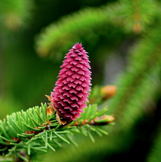 Picea abies