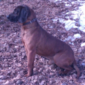 Aron II.