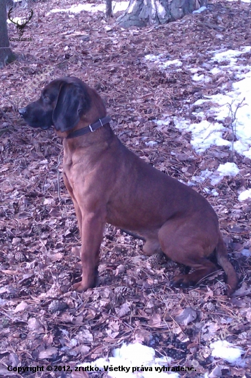 Aron II.