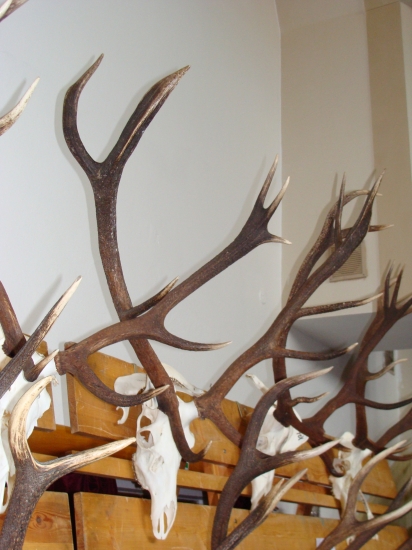 Trofej starého osmáka pre mňa najkrajšia zo všetkých,ktoré som dnes videl