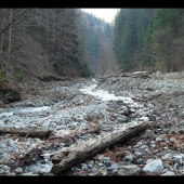 Divočina Veľkej Fatry