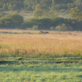 Serengeti Slovenský Raj