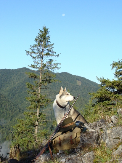 Na rannom pirši za jeleňom