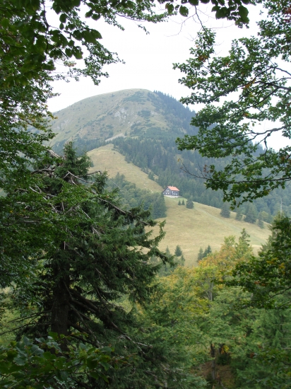 Zelené okienko
