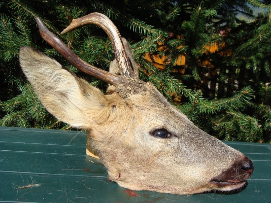 Kamzík kukuričný fatranský