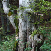 Slonica  buková fatranská