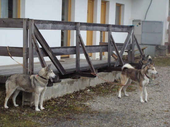 vľavo Cara Sibírsky Jas vpravo jej syn Argut Račiansky Jas