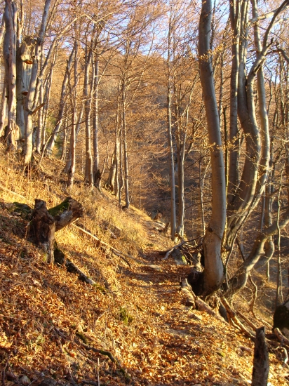 dnes na pirši