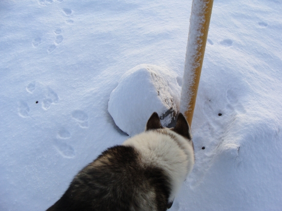 stopy horského zajaca v 1300 m n.m.v.