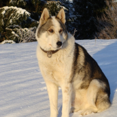 WESTSIBERIAN LAIKA