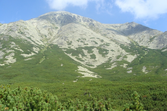 more  kosodrevinové