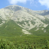 more  kosodrevinové