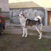 Západosibírska lajka Alex Dolná Paseka ale volám ho AGBAR