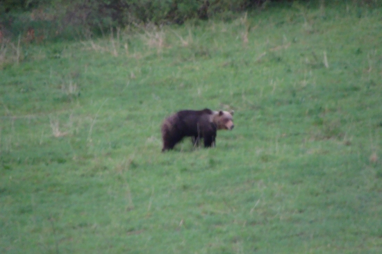 ...čakám diviačika a príde ti najbežnejšie stretávaný chránený živočích