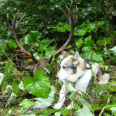 Ako Agbar jeleňa ulovil ..................