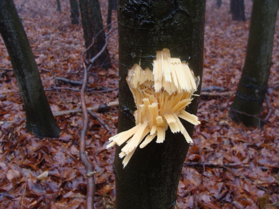 ..............guľa špásu nezná hovoria starí jágri