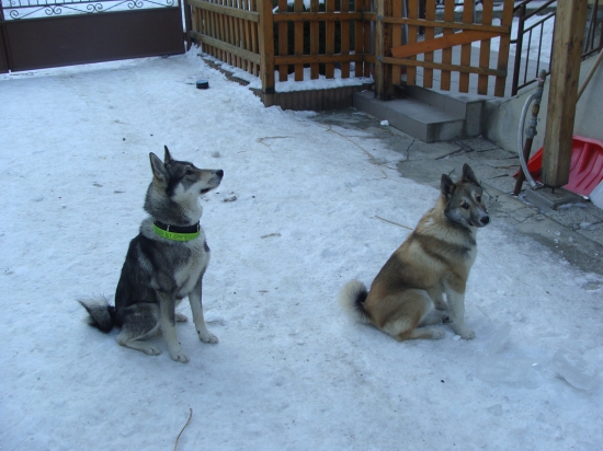 naši lesní démoni