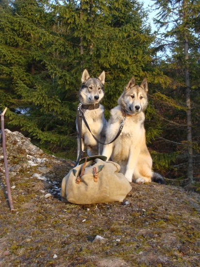 Výcvik vodenie na remeni v tandeme