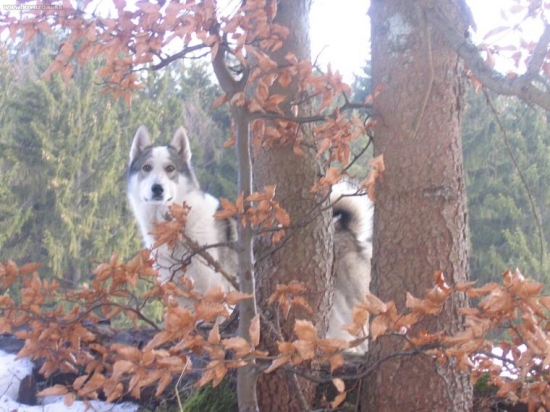Západosibírska lajka Alex Dolná paseka ale volám ho AGBAR