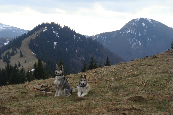 na pirši za hlucháňom