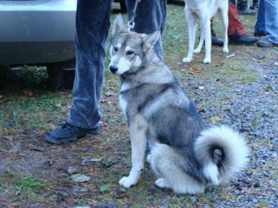 Západosibírska lajka šteniatko