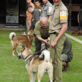 Kontrola zubov chrup nekompletný výrazný predkus vyradený z chovu