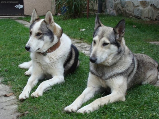 Pytačky západosibírska lajka Alex (Agbar)Dolná Paseka a Cara(Sibir) Sibírsky Jas