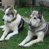 Pytačky západosibírska lajka Alex (Agbar)Dolná Paseka a Cara(Sibir) Sibírsky Jas