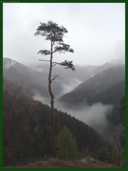 Húževnatá fatranská samotárka