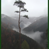 Húževnatá fatranská samotárka