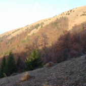 Tu sa mi podarilo v sobotu uloviť diviaka