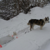 Takto mi pes pomáha s prikrmovaním