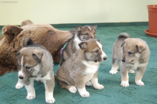 Svorka západosibírskych lajok pri ulovenom medveďovi