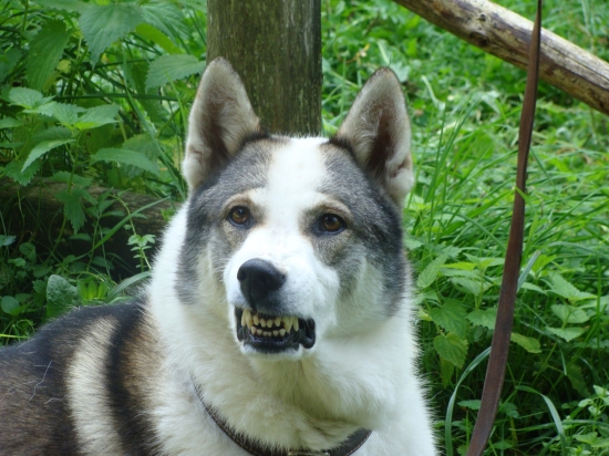 Pálenku neznášam !!!!!!!!!!!