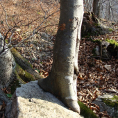 z kameňa rastiem....