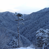 Vetrami ošľahaná  fatranská samotárka v zimnom rúchu